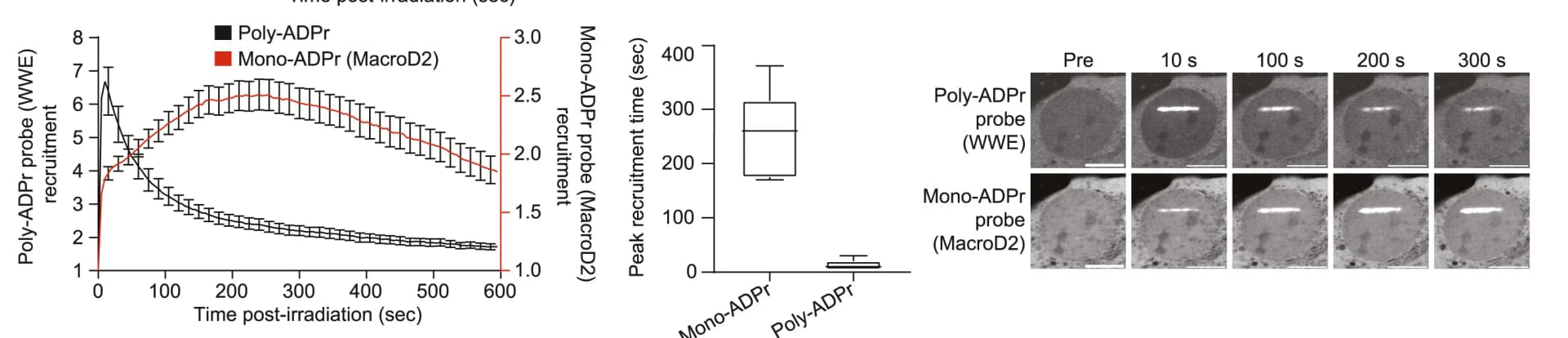 Open access visualization of Line Plot, Error Bars, Box Plot, Microscopy, Poly-ADPr Probes