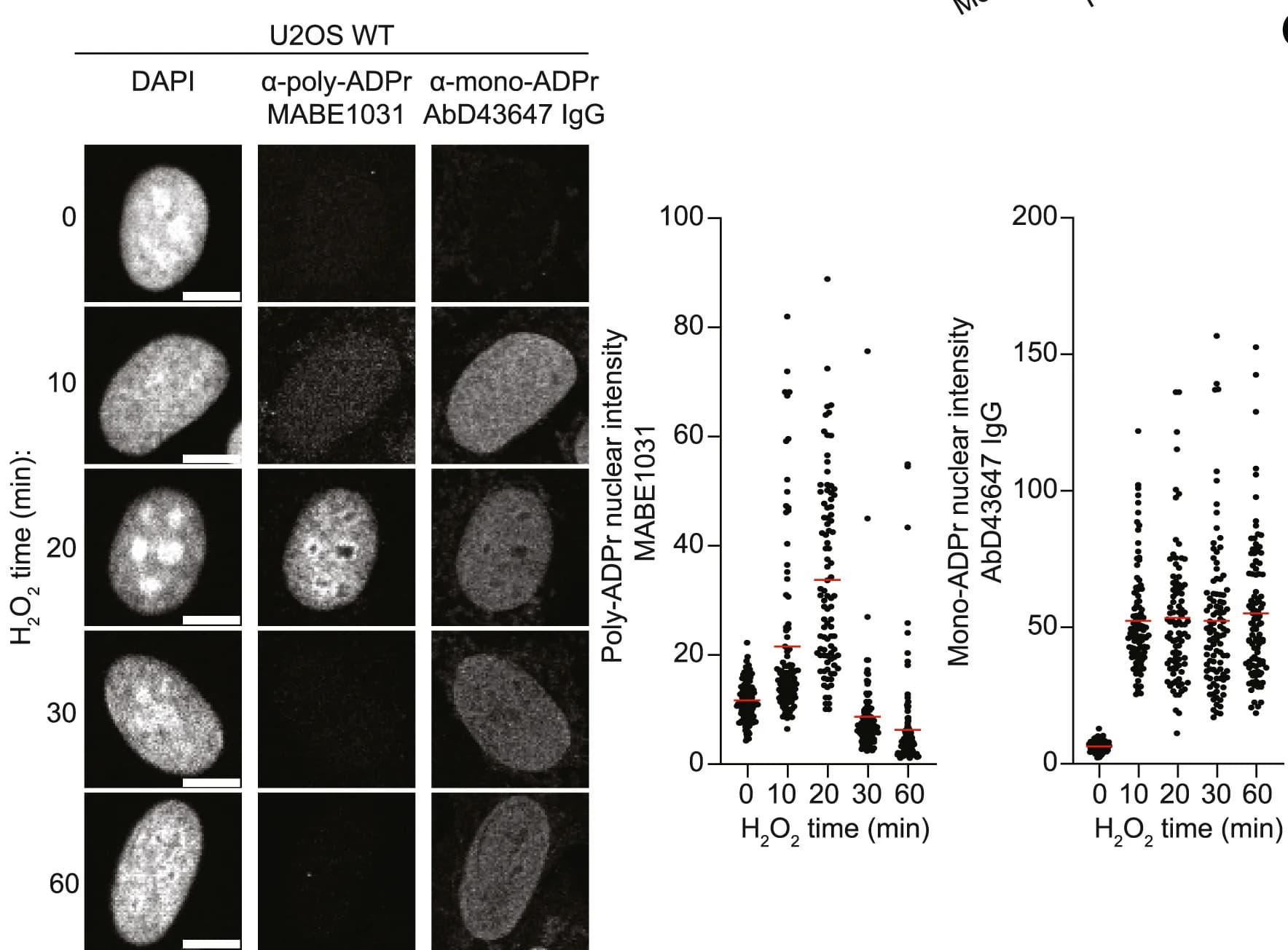 Open access visualization of Microscopy, Scatter Plot, WT U2OS Cells, IF Images, Antibodies