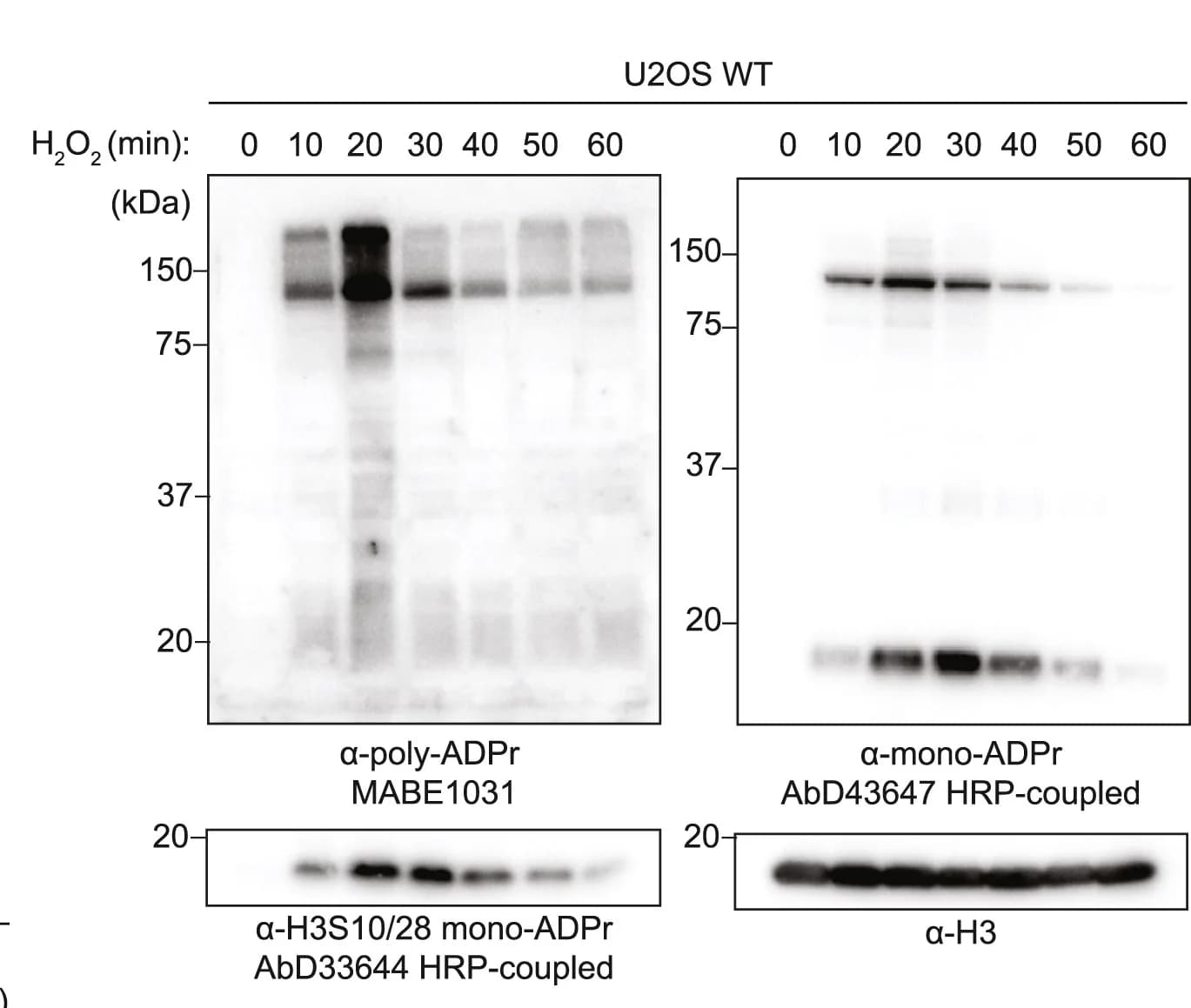 Open access visualization of Gel, WT U2OS Cells, Immunoblotting