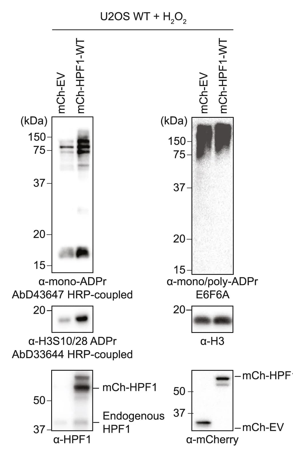 Open access visualization of Gel, Immunoblotting, WT U2OS Cells, mCherry-empty vector, mCherry-HPF1-WT