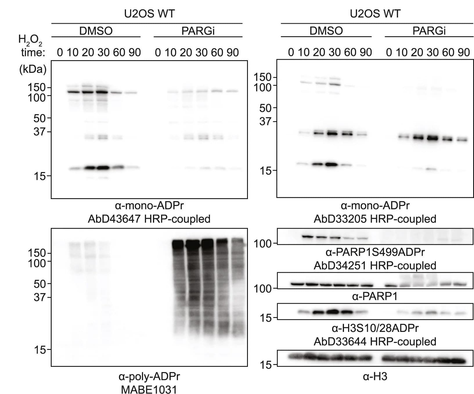 Open access visualization of Gel, Immunoblotting, Mono-ADPr Levels, PARGi, H2O2 Time-Course
