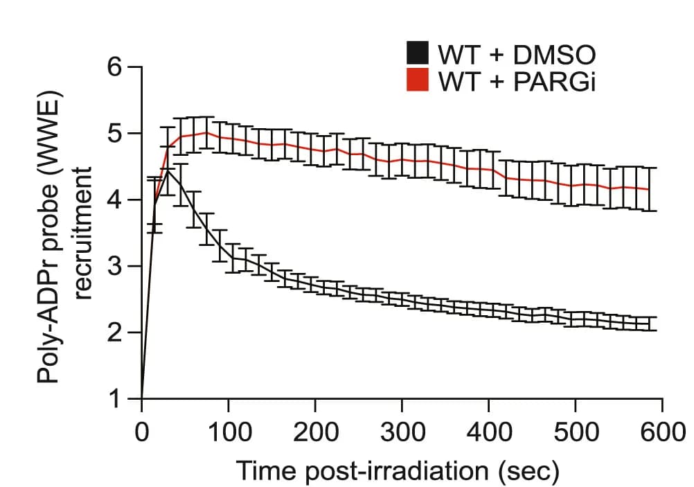 Open access visualization of Line Plot, Error Bars, Poly-ADPr Probe, Recruitment Kinetics, WT U2OS Cells