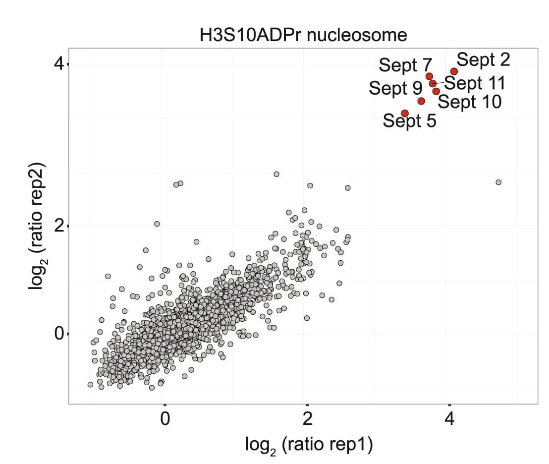 Open access visualization of Scatter Plot, Scatterplot, Proteins, H3S10ADPr nucleosome, Unmodified nucleosome