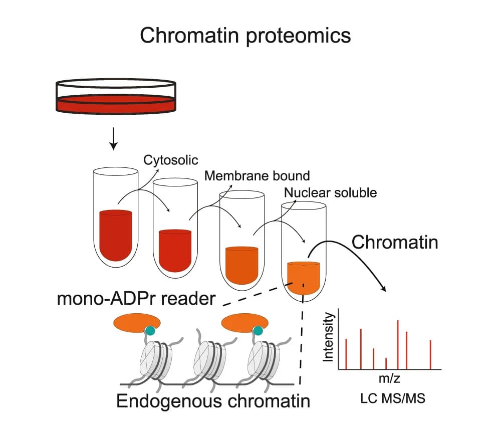 Open access visualization of Workflow, Illustration, Bar Plot, Subcellular fractionation, Proteomics