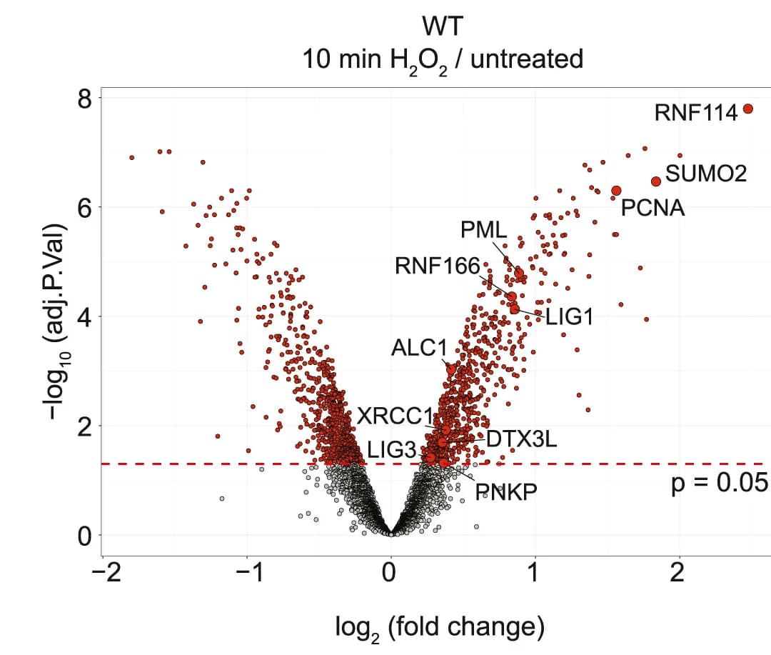 Open access visualization of Volcano Plot, Scatter Plot, WT U2OS cells, H2O2-treated, Chromatin fraction