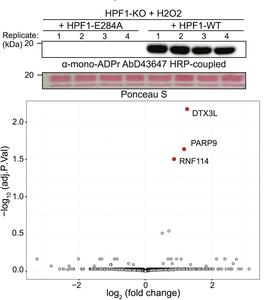 Open access visualization of Volcano Plot, Gel, Immunoblotting, HPF1-KO U2OS cells, mCherry-HPF1 WT