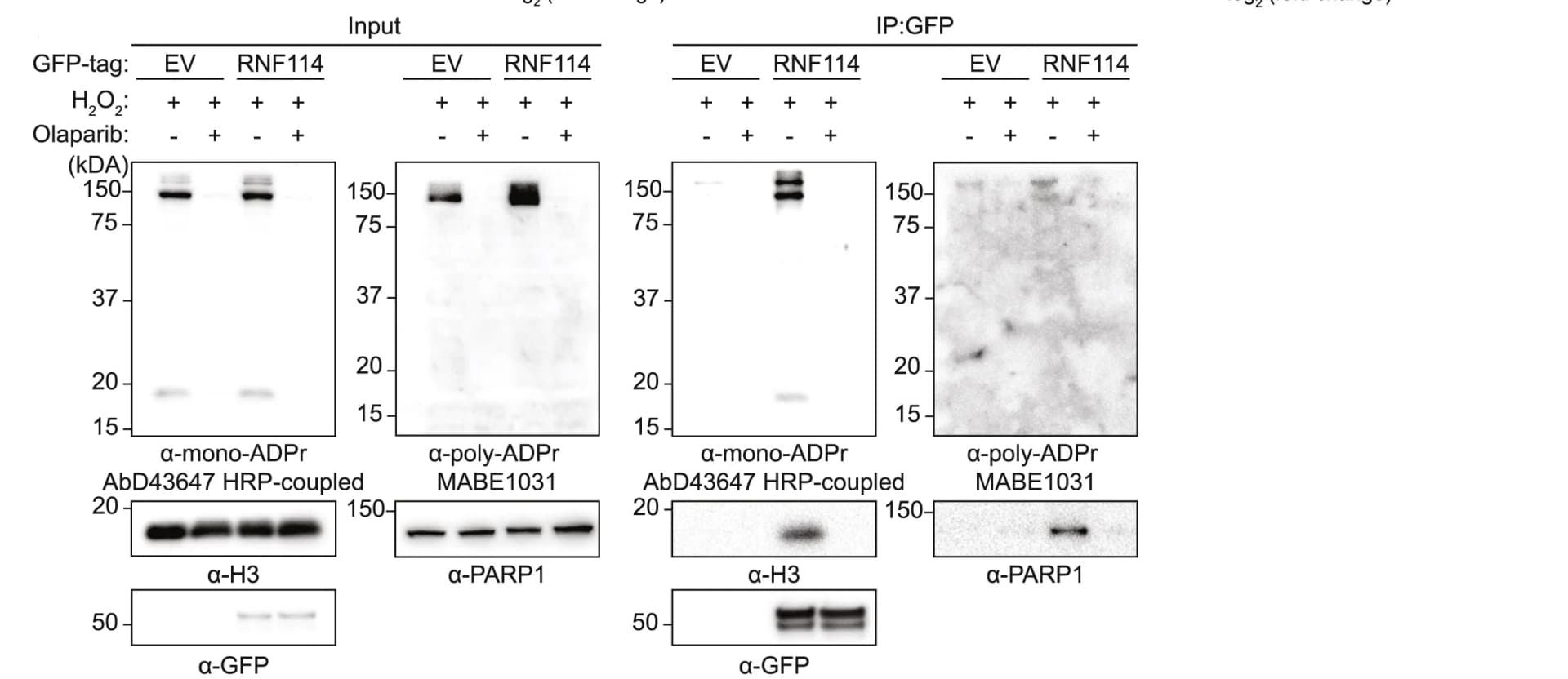 Open access visualization of Gel, Immunoblotting, WT U2OS cells, GFP-EV, GFP-RNF114