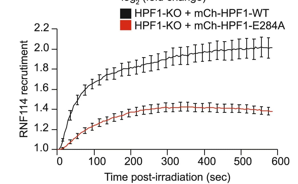 Open access visualization of Line Plot, Error Bars, Recruitment Kinetics, Confocal Images, GFP-RNF114-WT