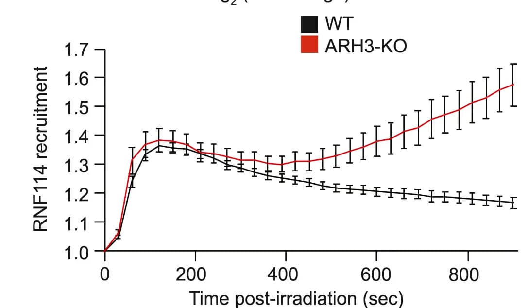 Open access visualization of Line Plot, Error Bars, Recruitment Kinetics, Confocal Images, GFP-RNF114-WT