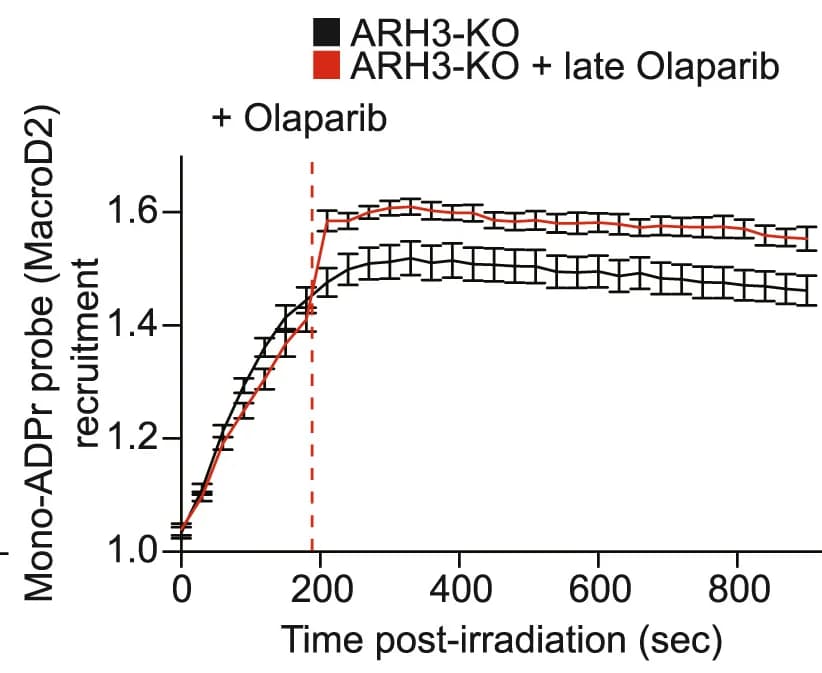 Open access visualization of Line Plot, Error Bars, Recruitment Kinetics, Mono-ADPr Probe, ARH3-KO U2OS Cells
