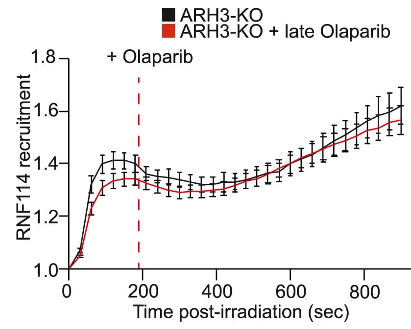 Open access visualization of Line Plot, Error Bars, Recruitment Kinetics, RNF114, ARH3-KO U2OS Cells