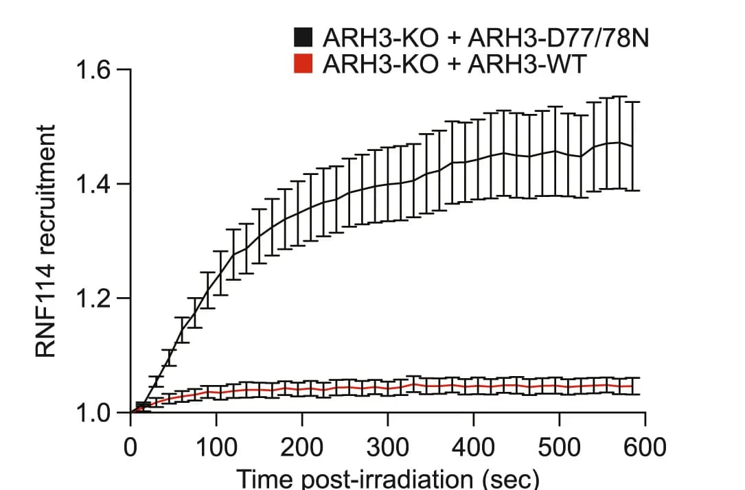 Open access visualization of Line Plot, Error Bars, Recruitment Kinetics, RNF114, ARH3-KO U2OS Cells