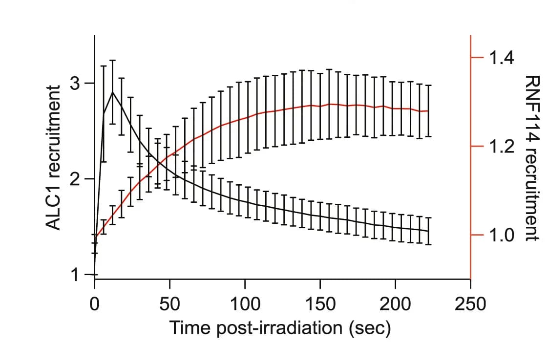Open access visualization of Line Plot, Error Bars, Recruitment Kinetics, GFP-RNF114, mCherry-ALC1