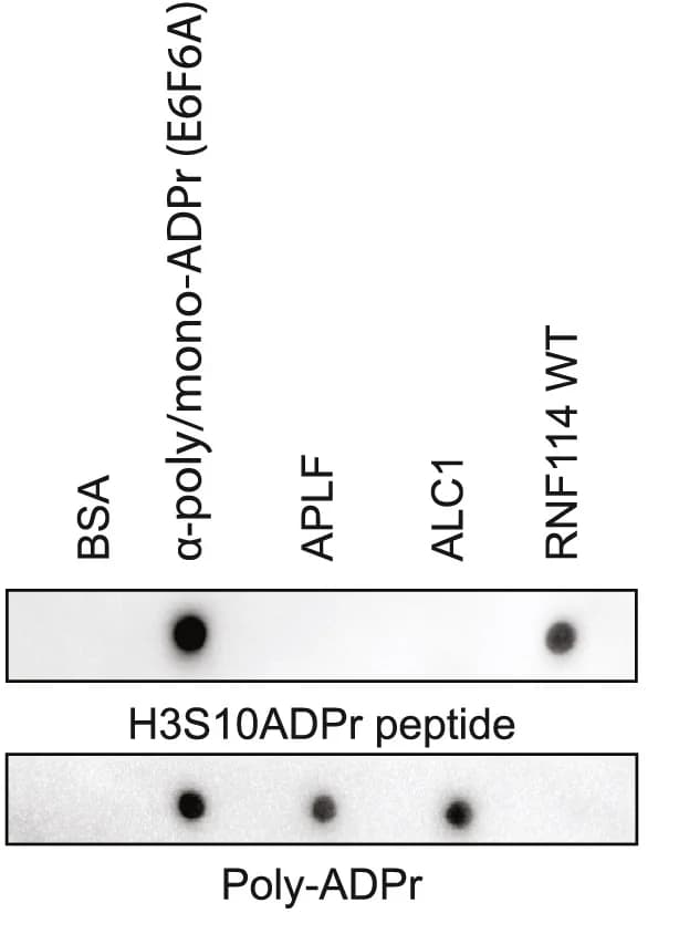 Open access visualization of Gel, Dot Blot, Recombinant Protein, APLF, ALC1