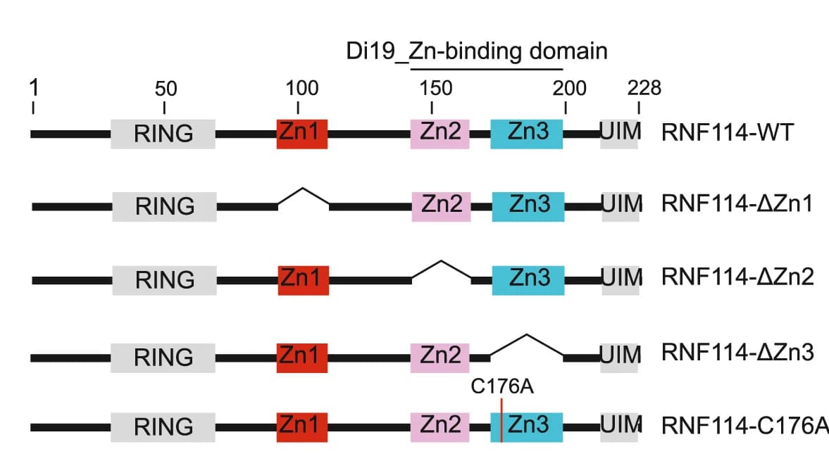 Open access visualization of Illustration, Domain Architecture, RNF114, Deletion Mutants, RING-finger Domain
