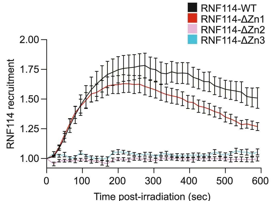Open access visualization of Line Plot, Error Bars, Recruitment Kinetics, GFP-RNF114-WT, Deletion Constructs