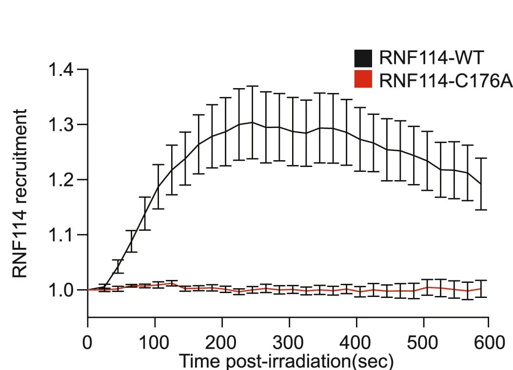 Open access visualization of Line Plot, Error Bars, Recruitment Kinetics, GFP-RNF114-WT, GFP-RNF114-C176A