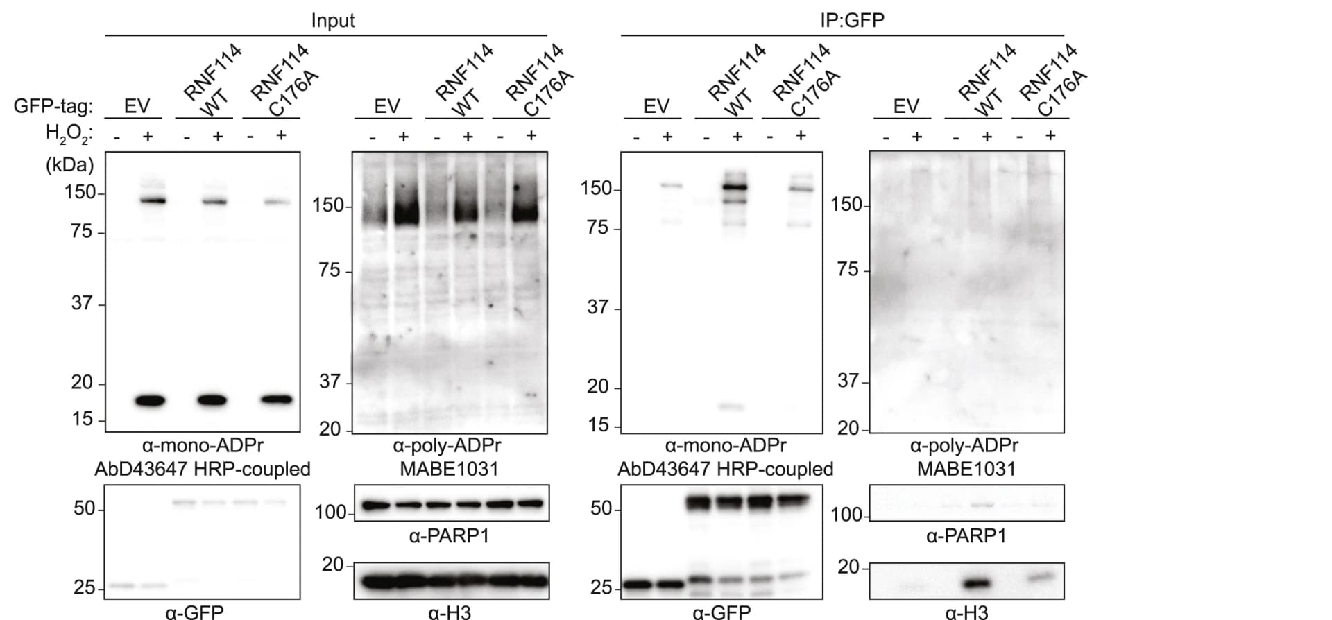 Open access visualization of Gel, Immunoblotting, U2OS Cells, Plasmids, H2O2 treatment