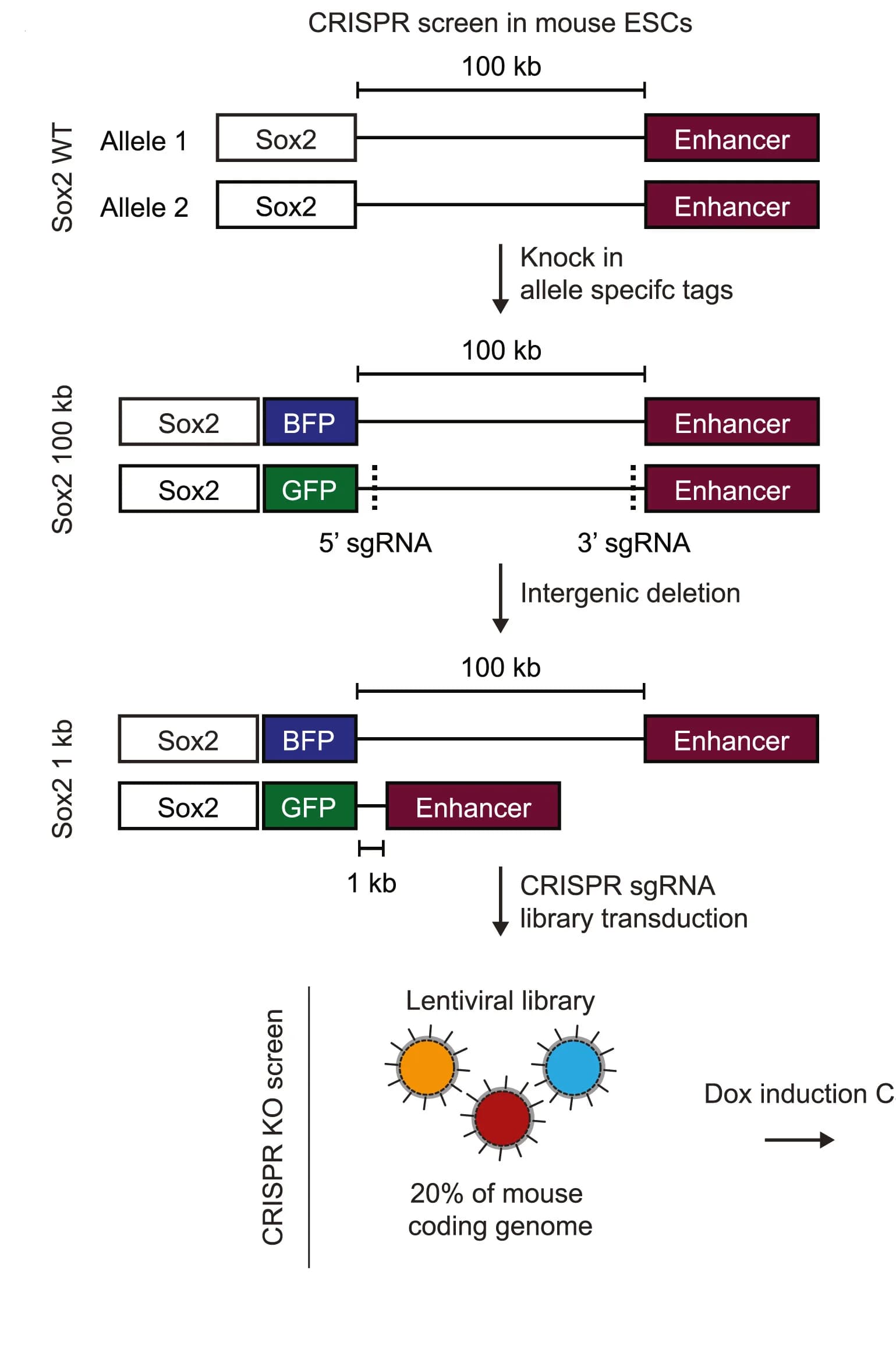 Open access visualization of Workflow, Illustration, Sox2, CRISPR-Cas9, mESCs