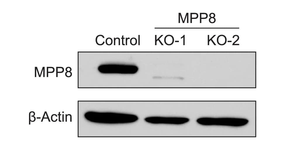 Open access visualization of Gel, Western Blot, MPP8, Sox2-1kb Reporter, Knockout