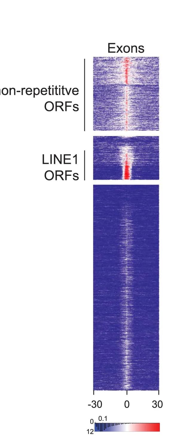 Open access visualization of Heatmap, Heatmaps, Transcribed Exons, Transcriptome Models, RNA-Seq
