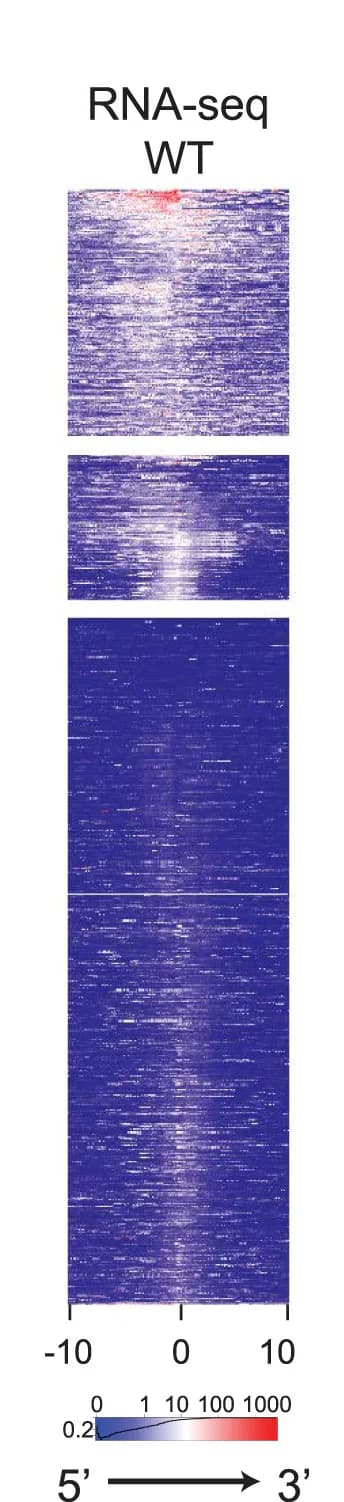 Open access visualization of Heatmap, Heatmaps, RNA-seq, mESCs, MPP8