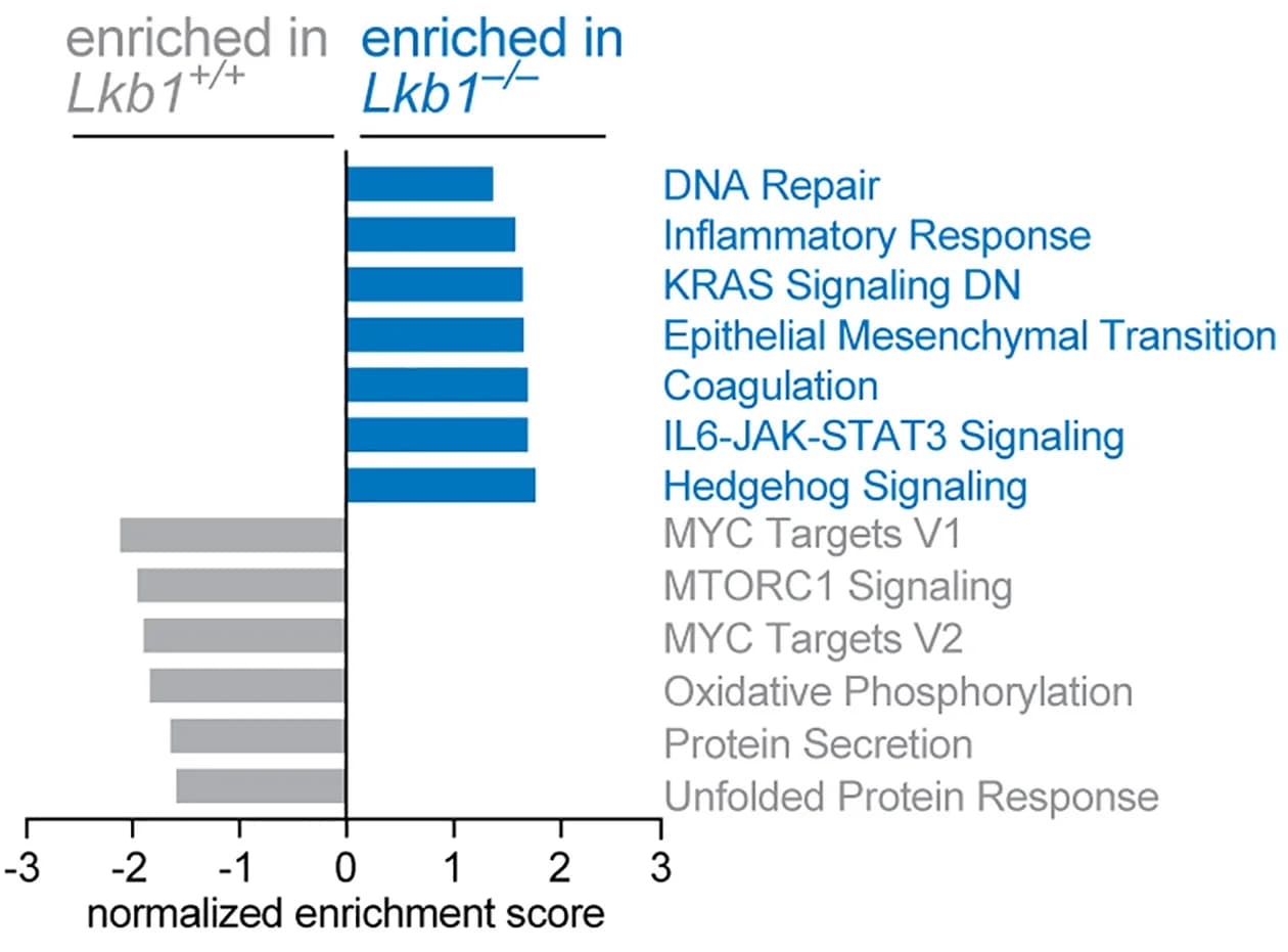 Open access visualization of Bar Plot, Normalized Enrichment Score, Hallmark Pathways, Wild-type MEFs, Lkb1-/- MEFs