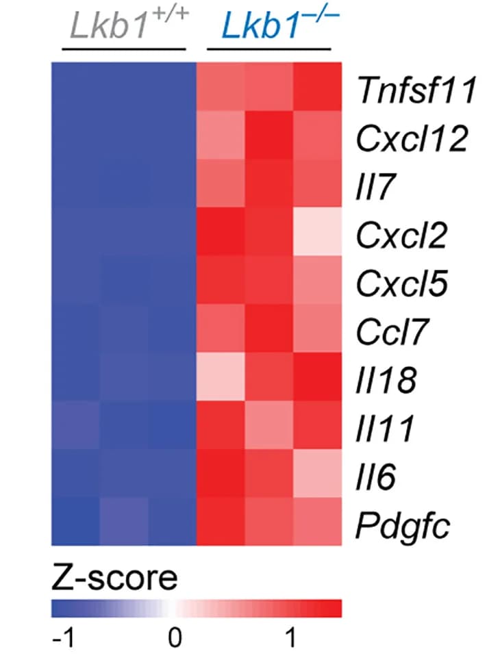 Open access visualization of Heatmap, RNA Expression, Z-scores, KEGG Cytokine-cytokine Receptor Interaction Genes, Lkb1-/- MEFs