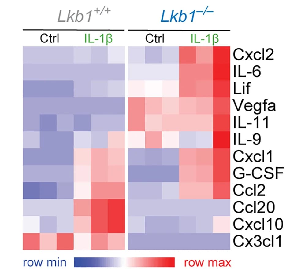 Open access visualization of Heatmap, Secreted Cytokines, Chemokines, Wild-type MEFs, Lkb1-/- MEFs