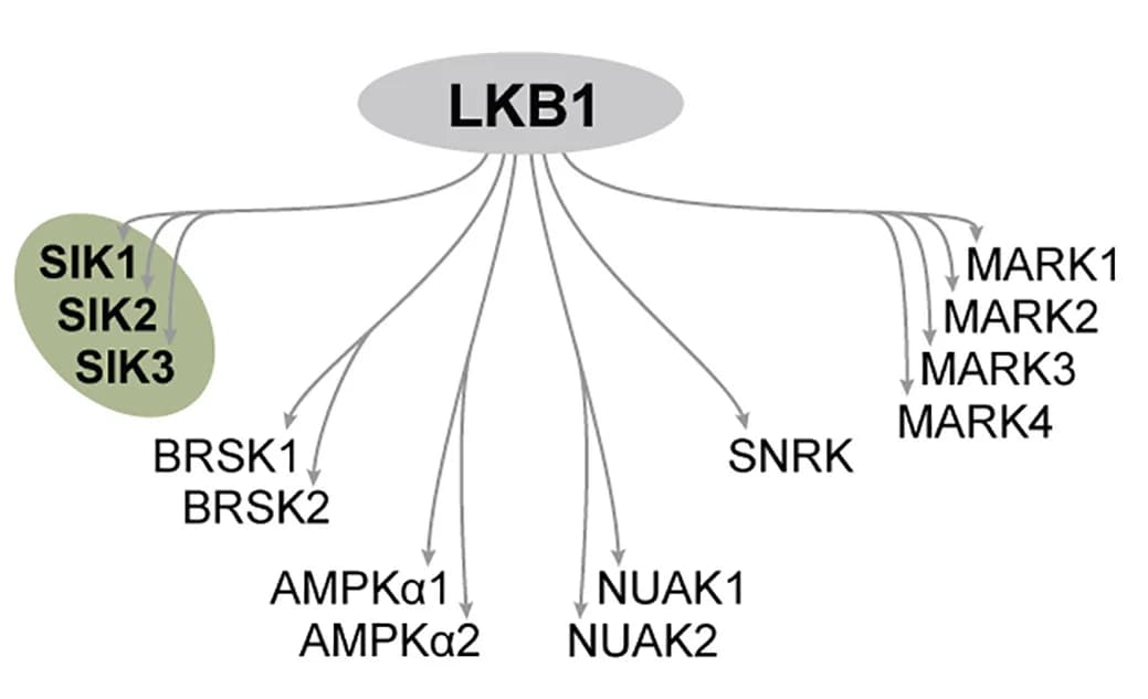 Open access visualization of Pathway, Kinase, LKB1, AMPK
