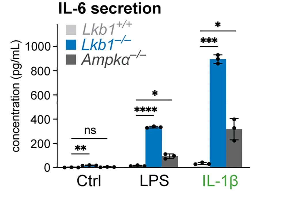 Open access visualization of Bar Plot, Error Bars, Clustered, IL-6, Wild-type