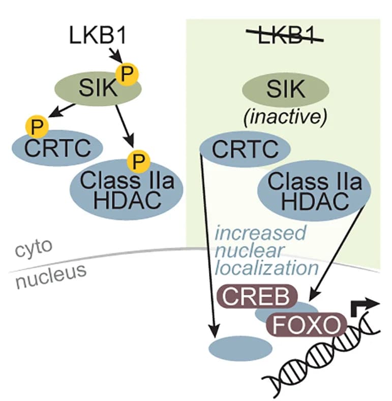 Open access visualization of Workflow, Pathway, Illustration, SIK, CRTC