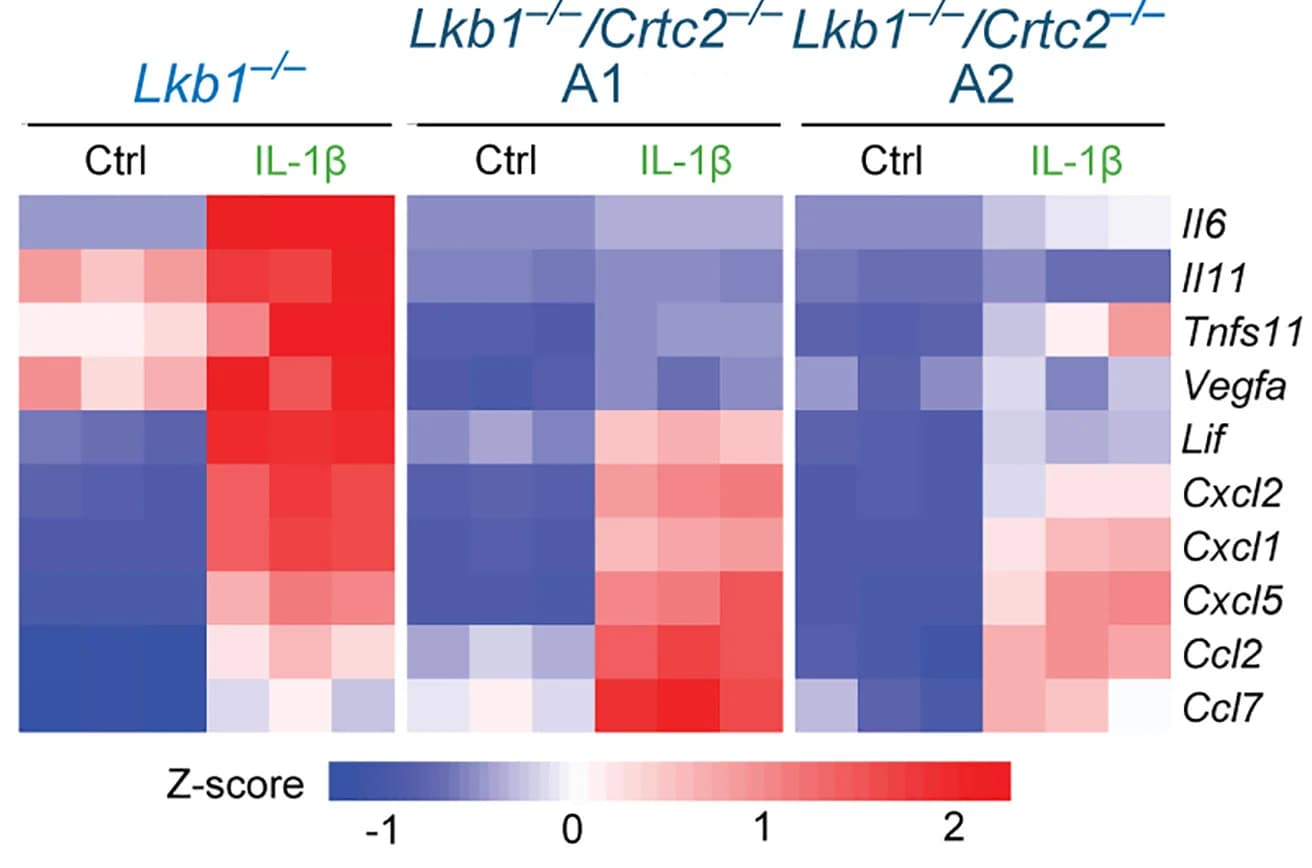 Open access visualization of Heatmap, RNA expression, Zscores, KEGG, Cytokine-cytokine receptor interaction genes