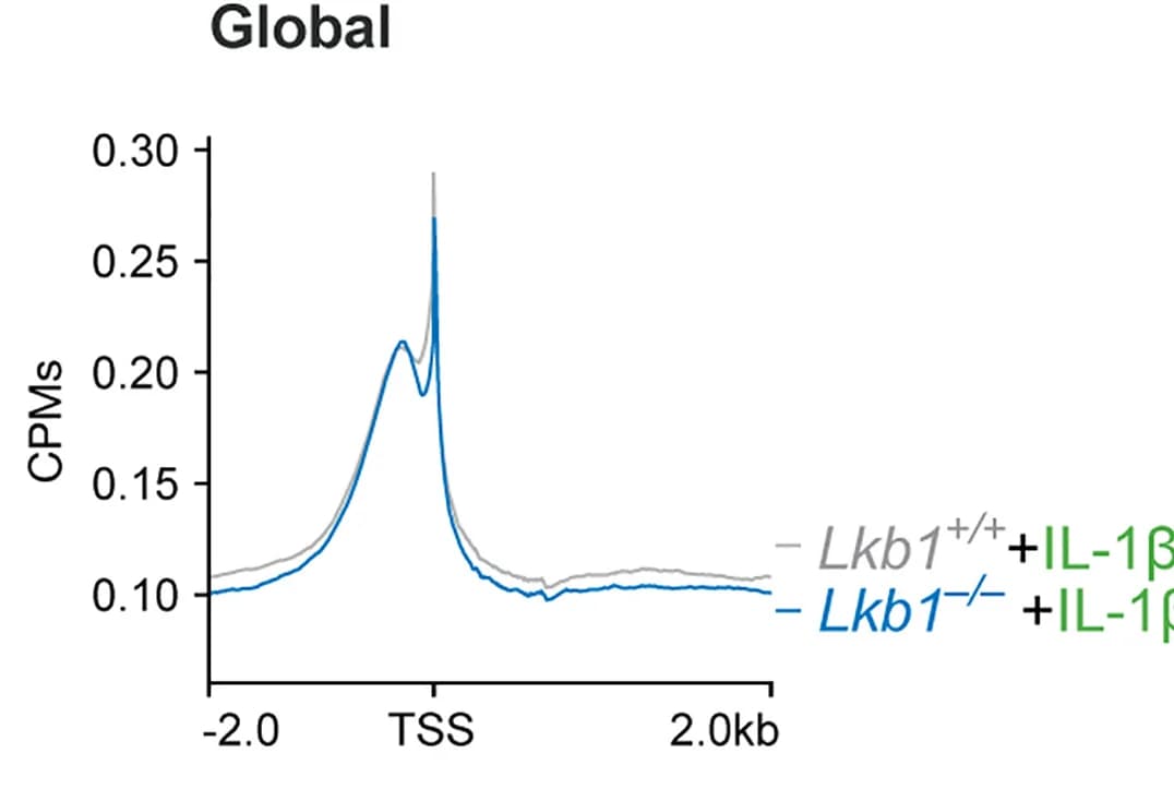 Open access visualization of Line Plot, H3K27ac enrichment, Transcriptional Start Sites, Genes, MEFs