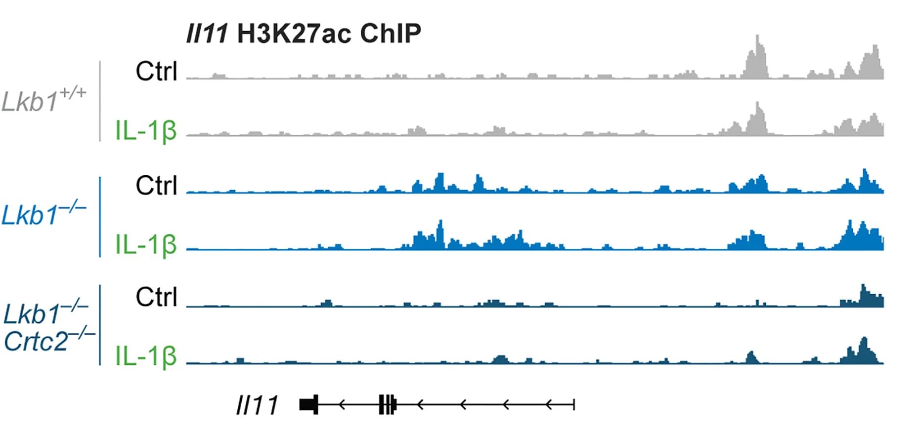 Open access visualization of Line Plot, Gene Tracks, H3K27ac Enrichment, Il11 Locus, MEFs