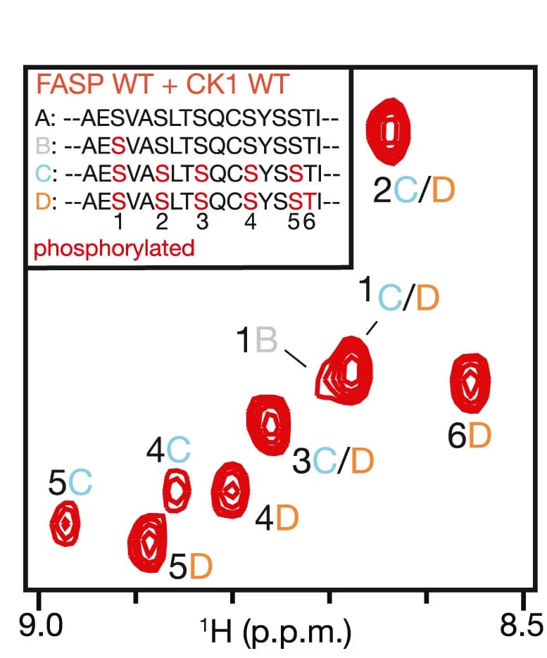 Open access visualization of Scatter Plot, HSQC, Phosphoserine, Chemical Shift, Kinase Assay
