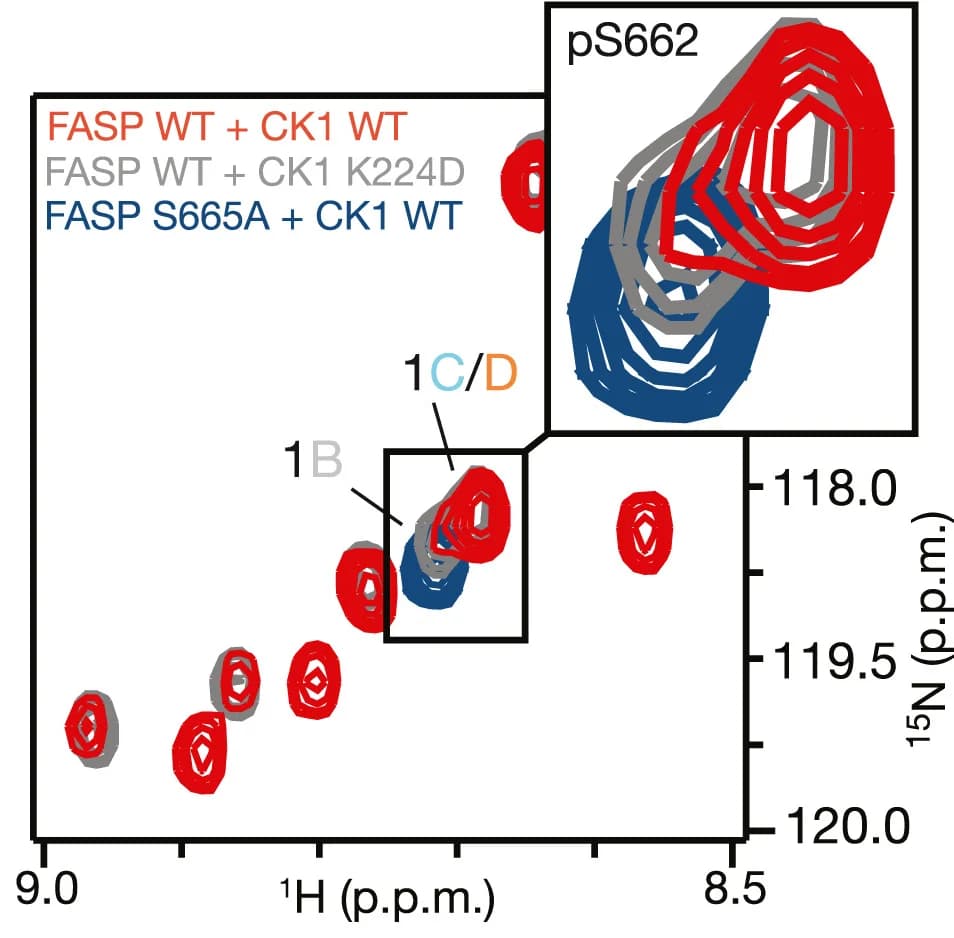 Open access visualization of Scatter Plot, Phosphoserine, Chemical Shift, Phosphorylation, Kinase Assay