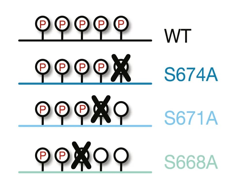 Open access visualization of Illustration, FASP, Alanine Mutations, Phosphostates