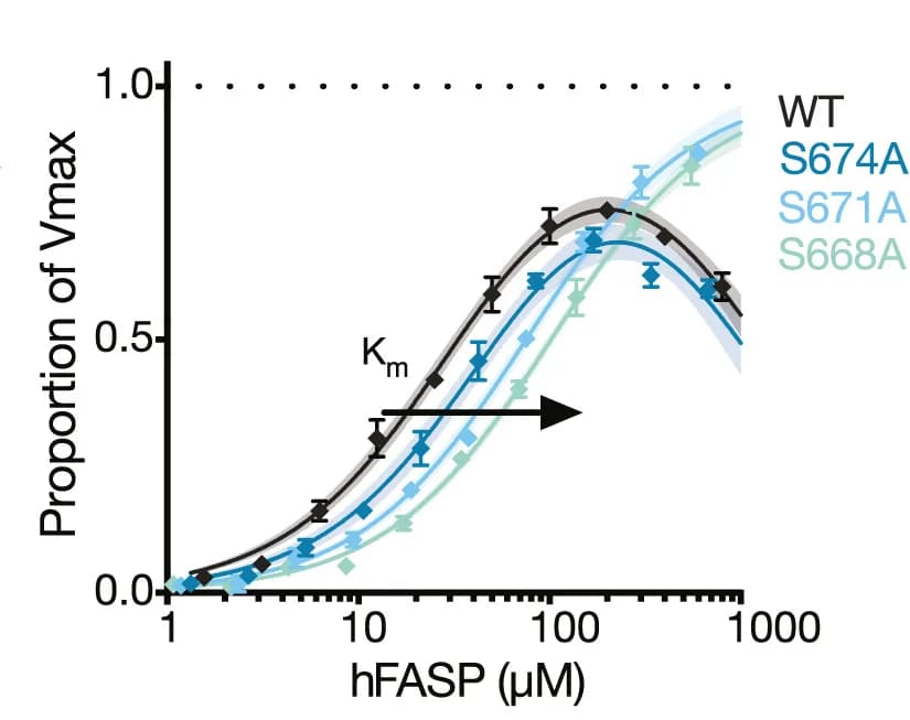 Open access visualization of Line Plot, Error Bars, Vmax, Kinetic Model