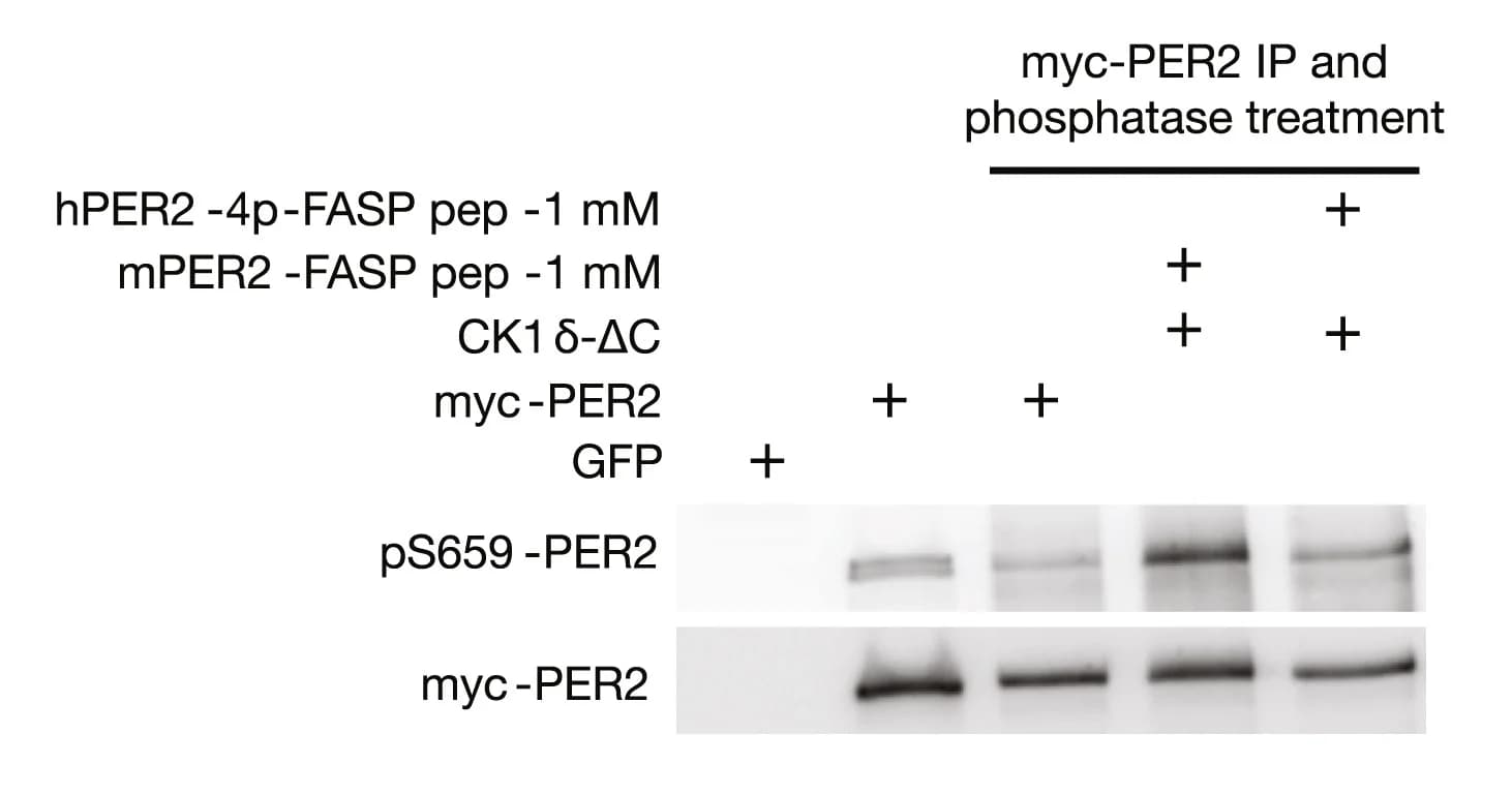 Open access visualization of Gel, Western Blot, Phosphorylation, FASP, Priming Site