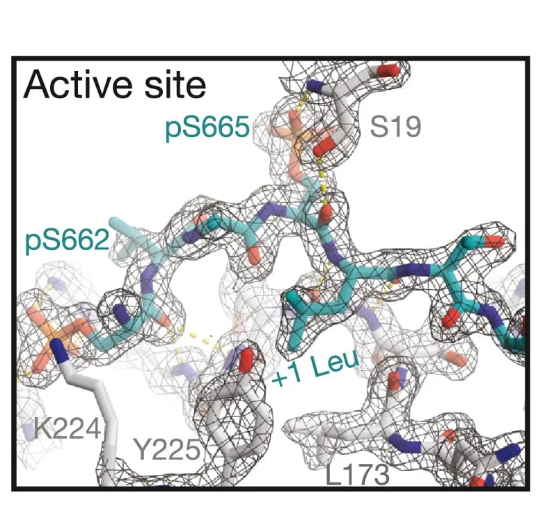 Open access visualization of Protein Structure, Chemical Structure, 3pFASP, Active Site