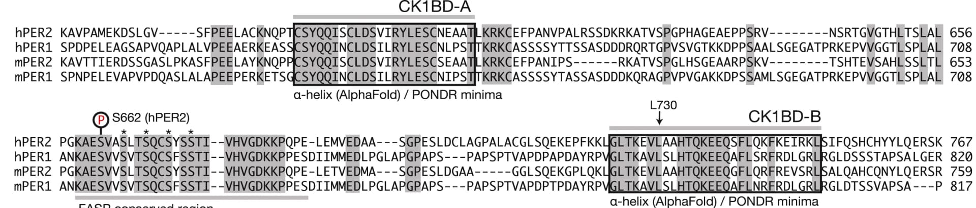 Open access visualization of Illustration, Table Image, PER1/2 Proteins, FASP Region, CK1BD-A/B Motifs