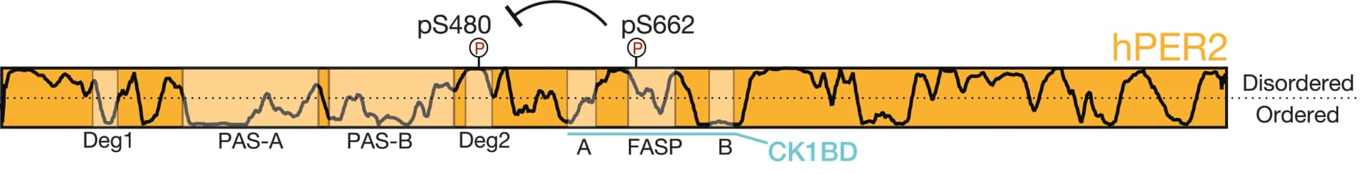 Open access visualization of Line Plot, Illustration, hPER2 Domains, PONDR Prediction, Degron Phosphorylation