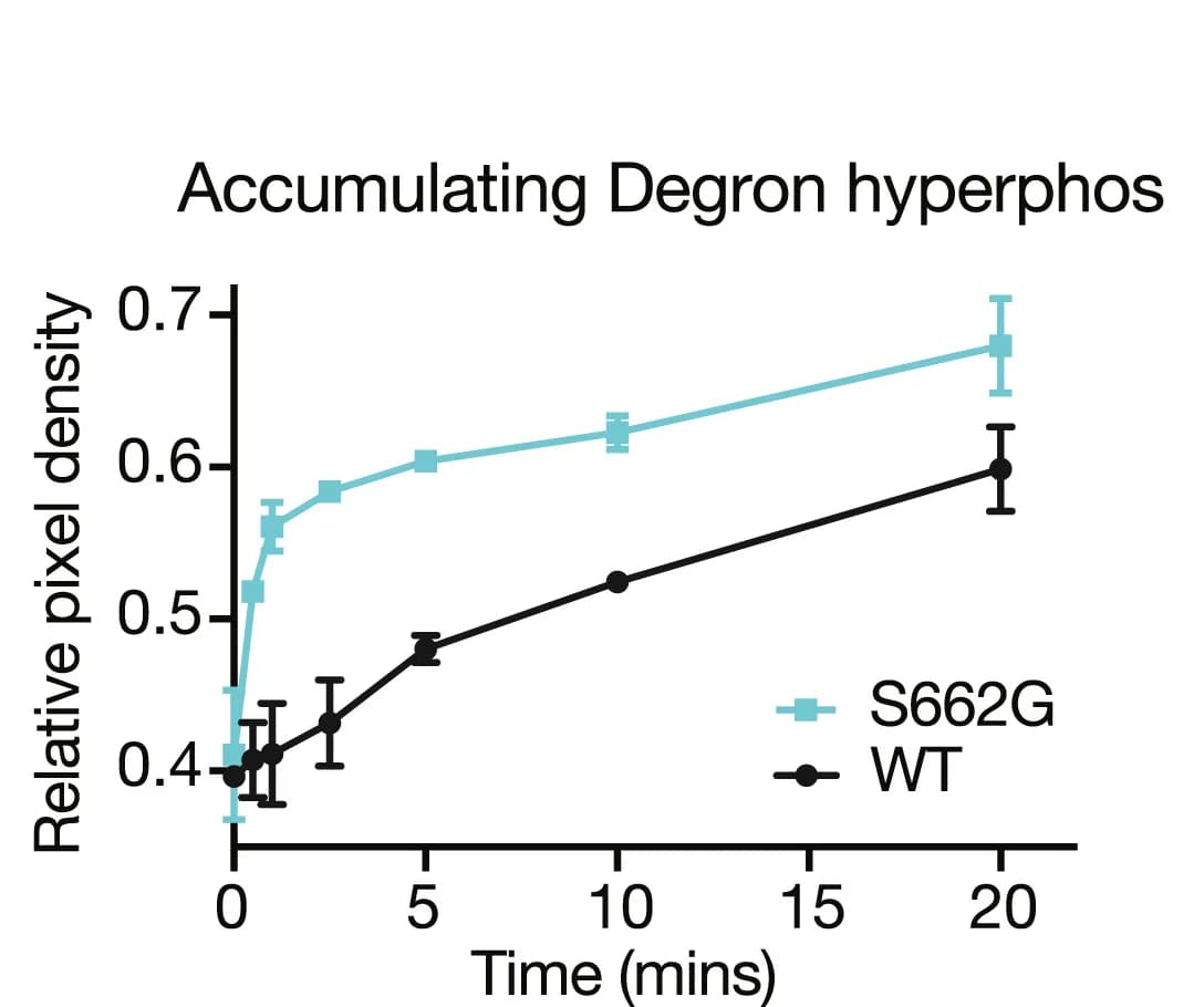 Open access visualization of Line Plot, Error Bars, Densitometric Quantification, Hyperphosphorylated Degron