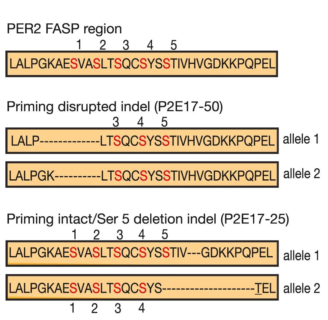 Open access visualization of Illustration, Table Image, In-frame deletions, PER2 FASP Region, Priming-disrupted