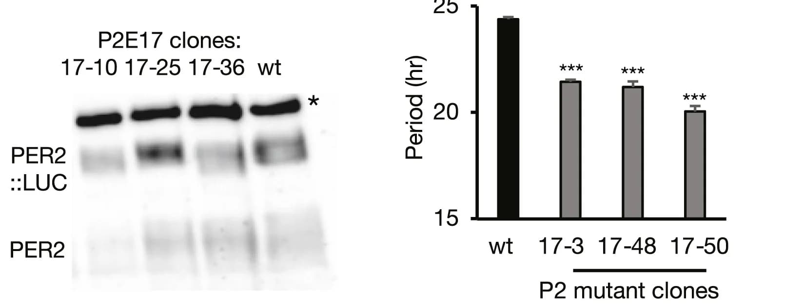 Open access visualization of Bar Plot, Error Bars, Immunoblots, PER2 Mutants, Priming Intact
