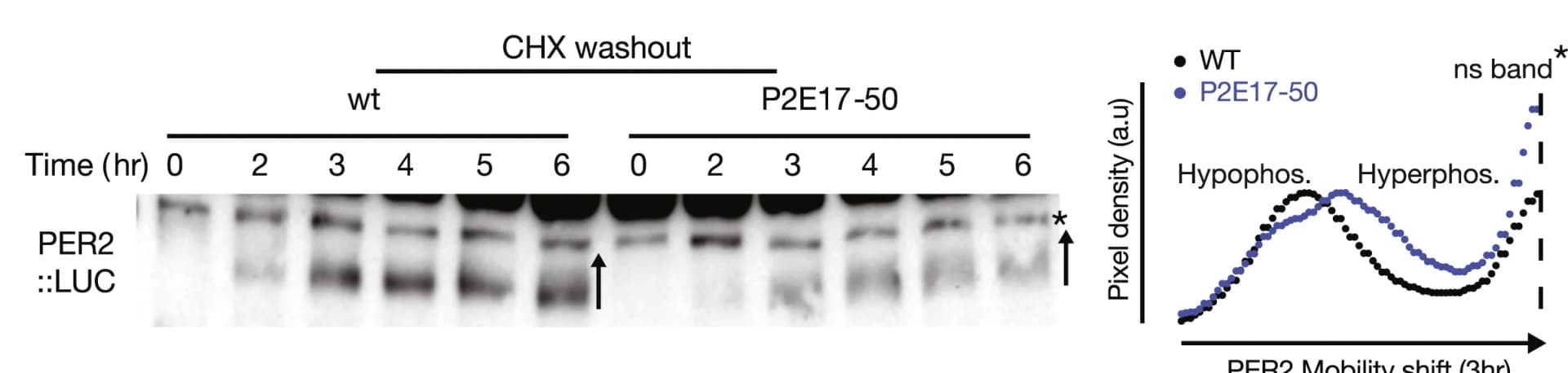 Open access visualization of Gel, Line Plot, Scatter Plot, Western Blot, Phosphorylation