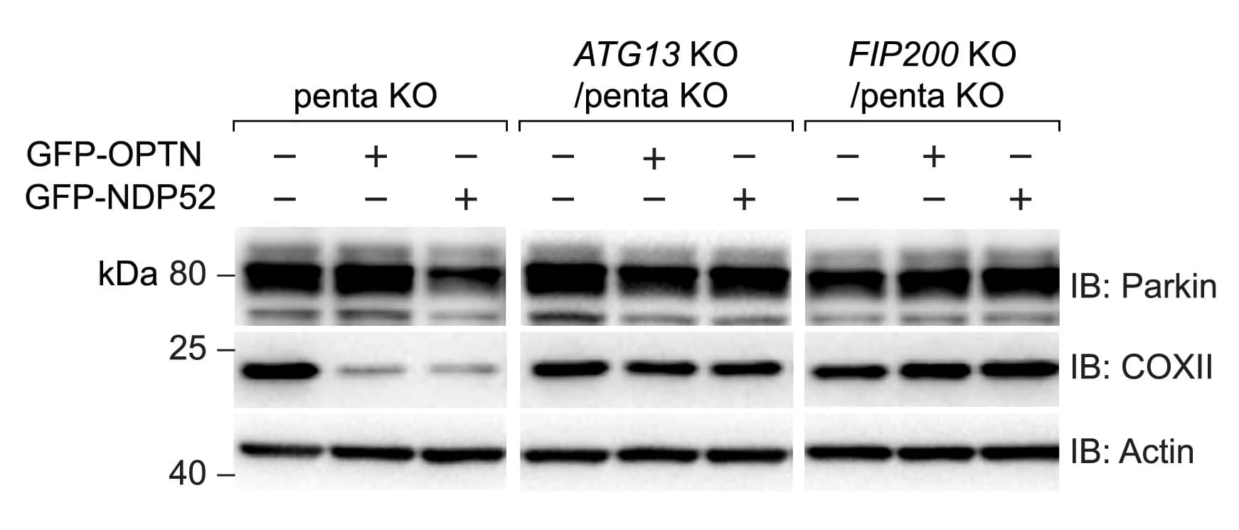 Open access visualization of Gel, penta KO, ATG13KO/penta KO, FIP200KO/penta KO, BFP-Parkin