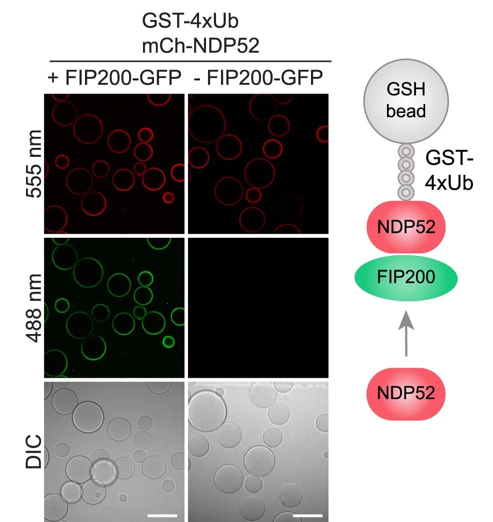 Open access visualization of Microscopy, Workflow, mCherry-NDP52, Glutathione Sepharose Beads, GST-tagged Linear Ubiquitin Chain