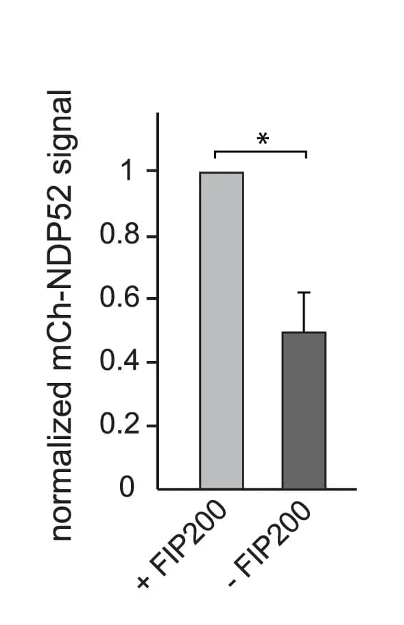 Open access visualization of Bar Plot, Error Bars, mCherry-NDP52, Glutathione Sepharose Beads, GST-tagged Linear Ubiquitin Chain